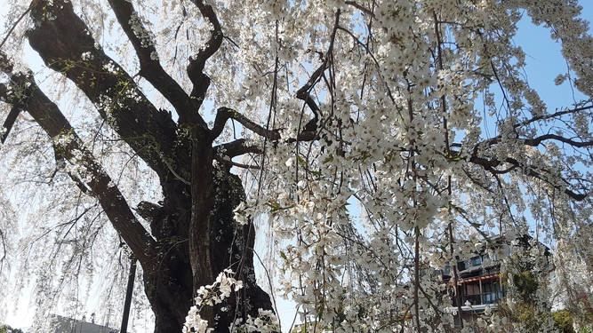 *昔の尼寺の草庵跡にあるシダレザクラ「源平しだれ桜」