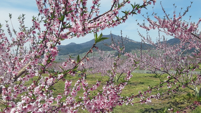 *桃の花。奥に聳えているのが、高社山です。
