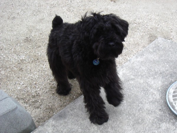 ミニチュアシュナウザーハッピー1歳