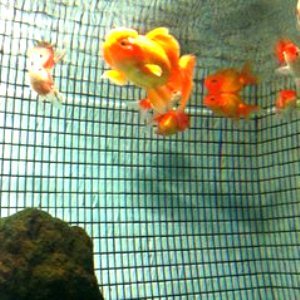 金魚湯の水槽