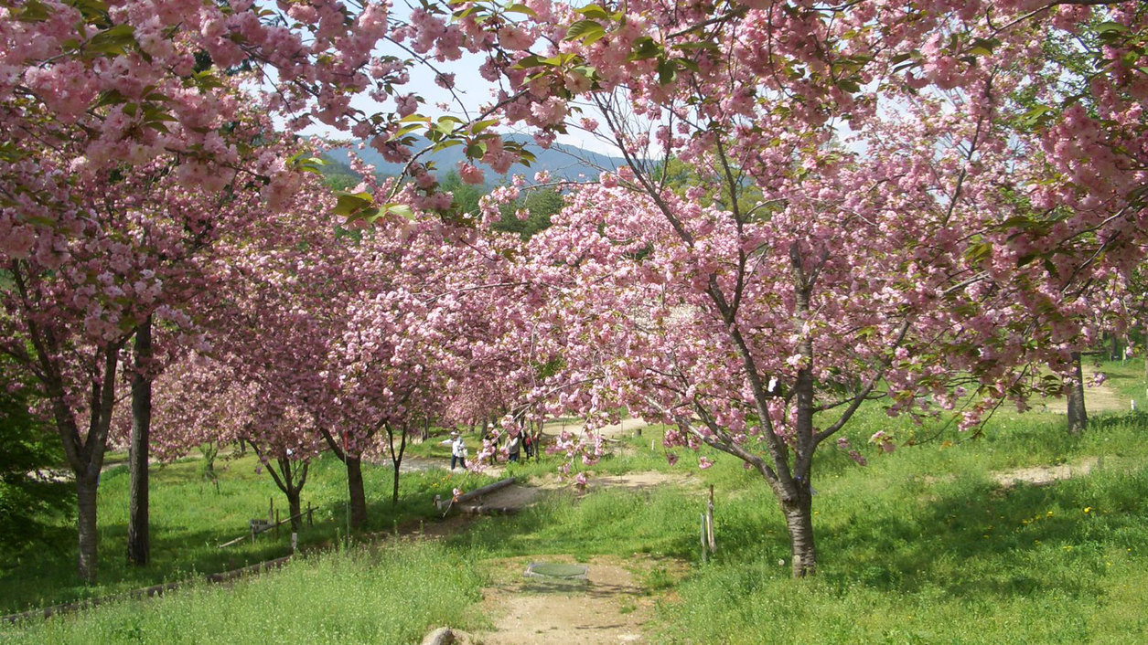 *【桜祭り】近くの城址公園内には、1，500本の桜があり、古くから「天下第一の桜」と言われています。