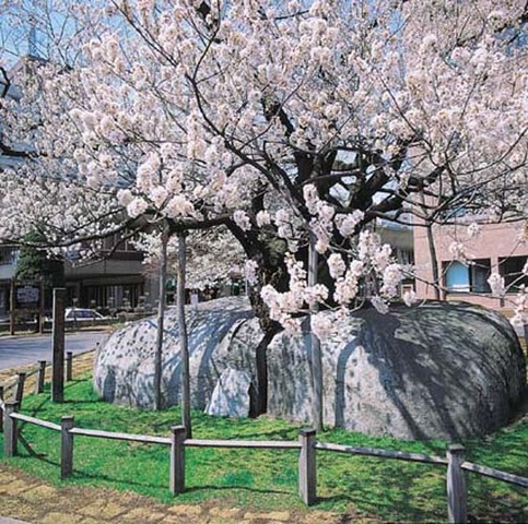 石割桜（春）