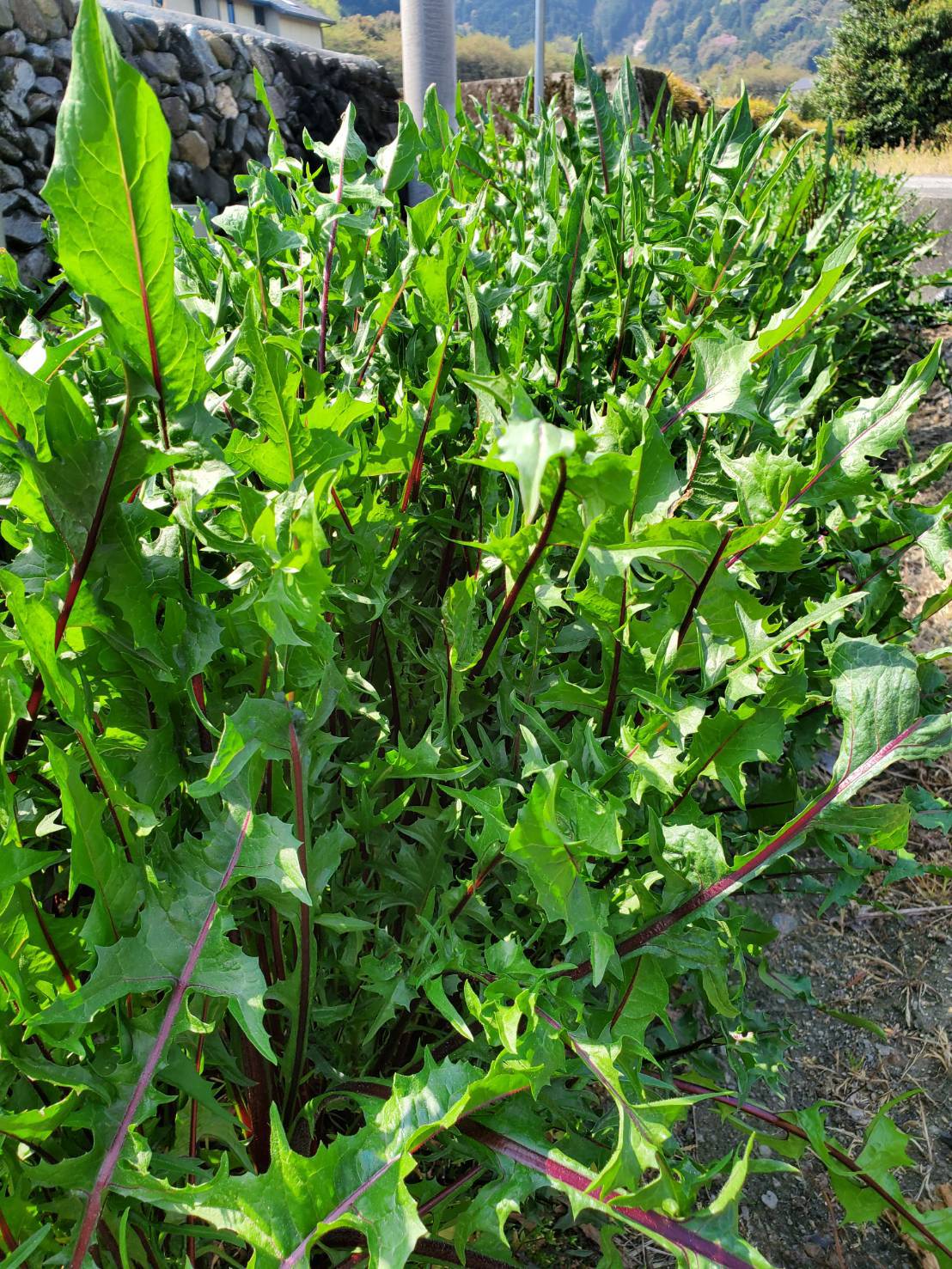 自家栽培の野菜