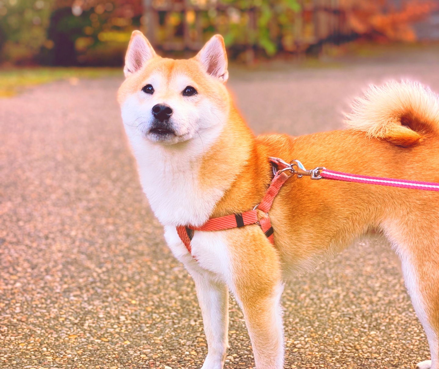 愛犬とご一緒に♪〜ワンワンプランイメージ彡