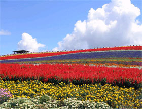 富良野お花