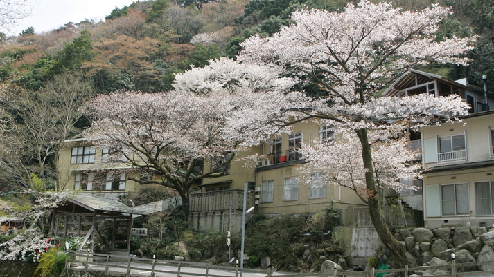 *春には目の前に桜が咲きます。