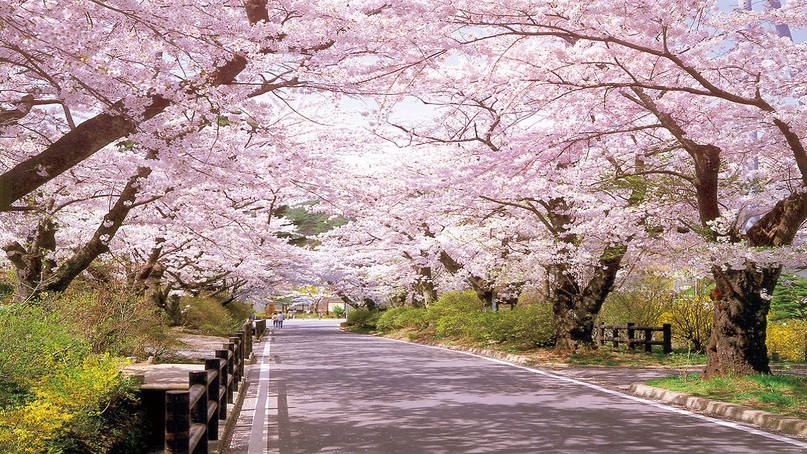 岳温泉の桜坂