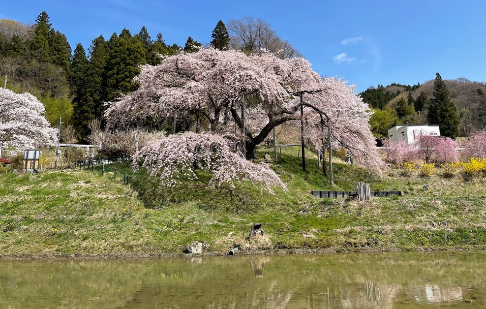 中島の地蔵桜