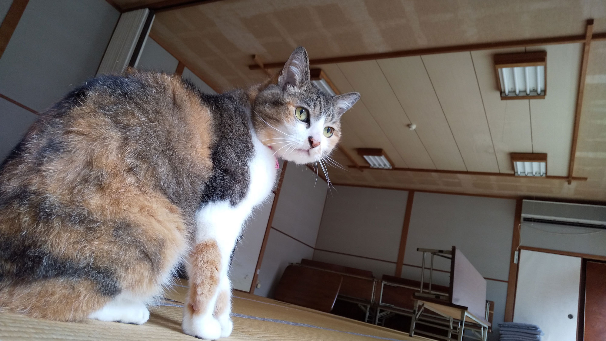 【その他】看板猫のミーちゃん。みんなのアイドルです♪