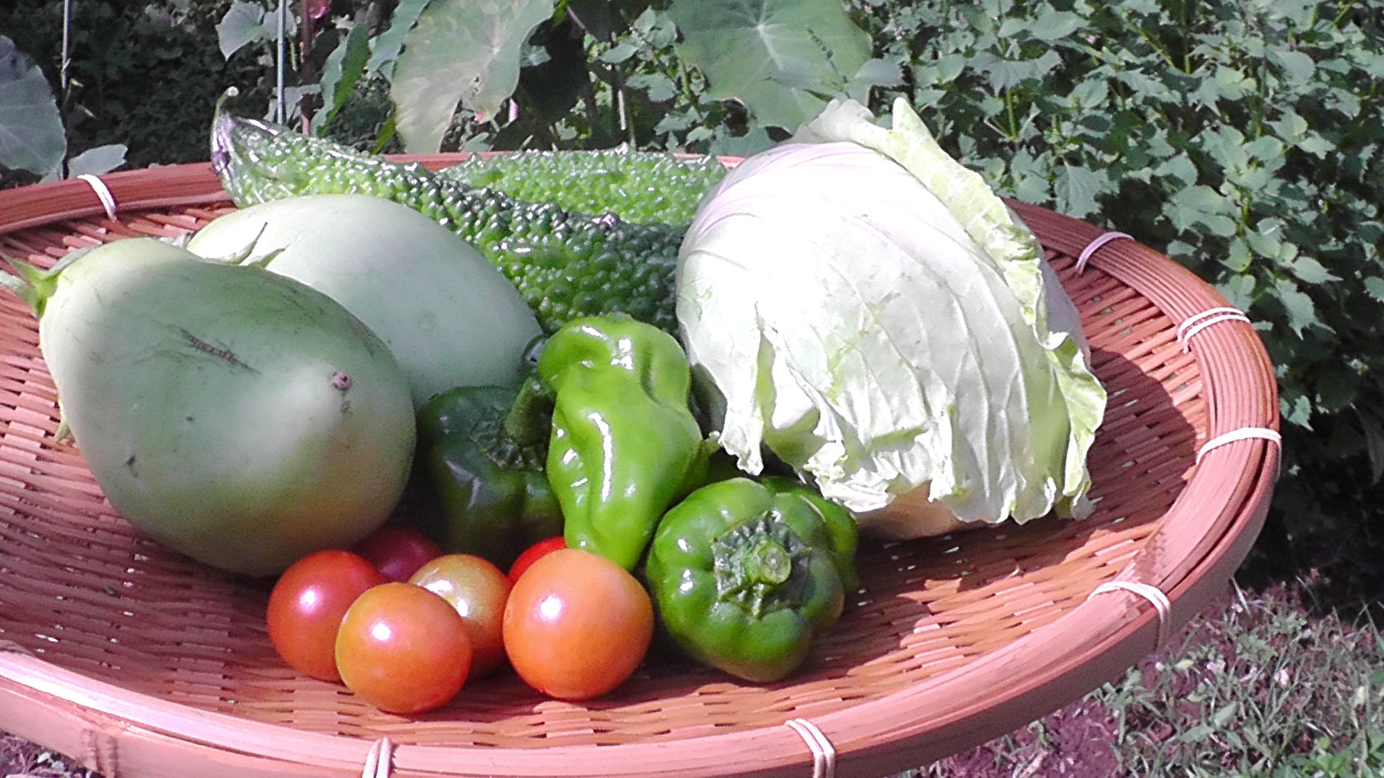 【食事】当館の家庭菜園です。ここで採れた新鮮なお野菜を天ぷらなどでお出ししています。