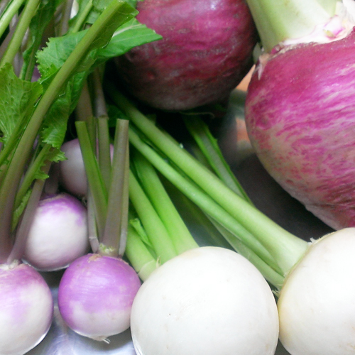 *井上農園（契約農家）のカブラ