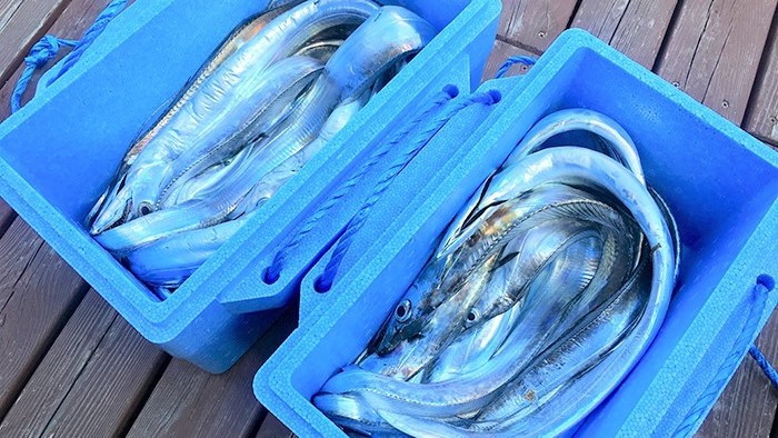 【観光情報】太刀魚釣り