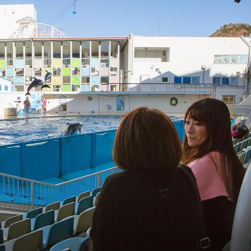 人気のイルカショー
