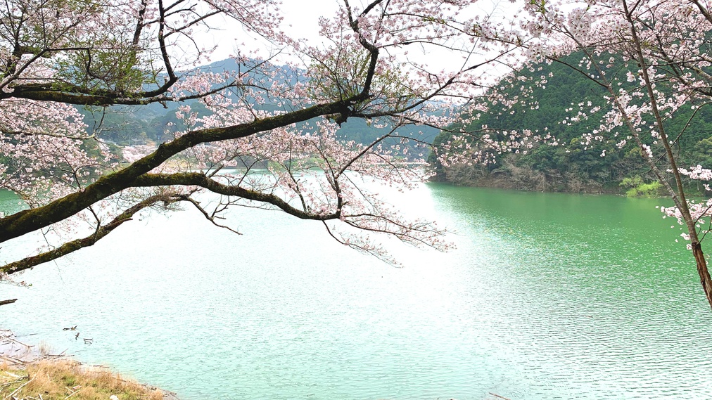 【周辺観光】ダム湖の桜景色にうっとり…;