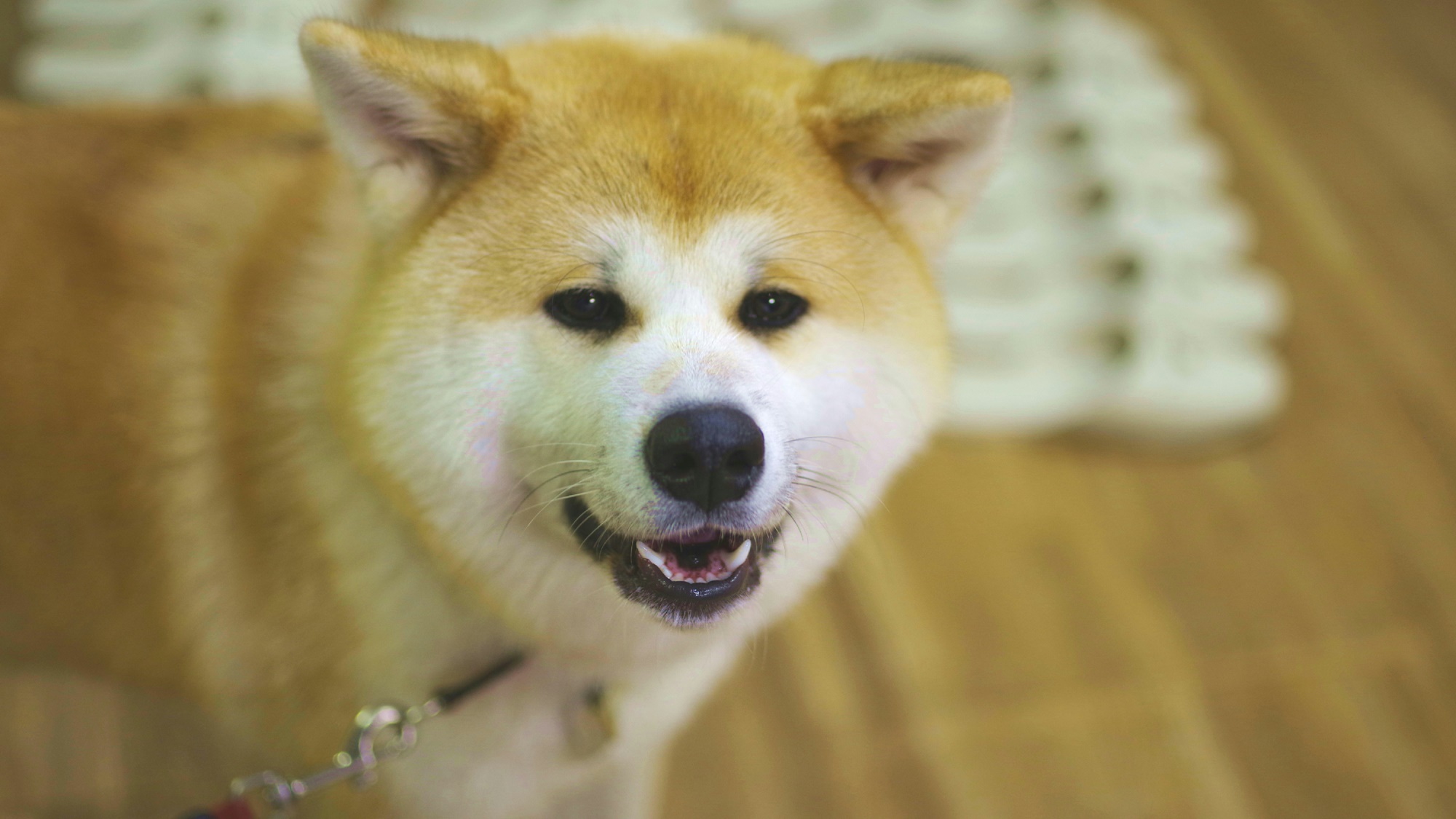  *秋田犬の温（はる）ちゃん絶妙な困り顔も披露。なんともいえない表情で楽しませてくれる温ちゃん！