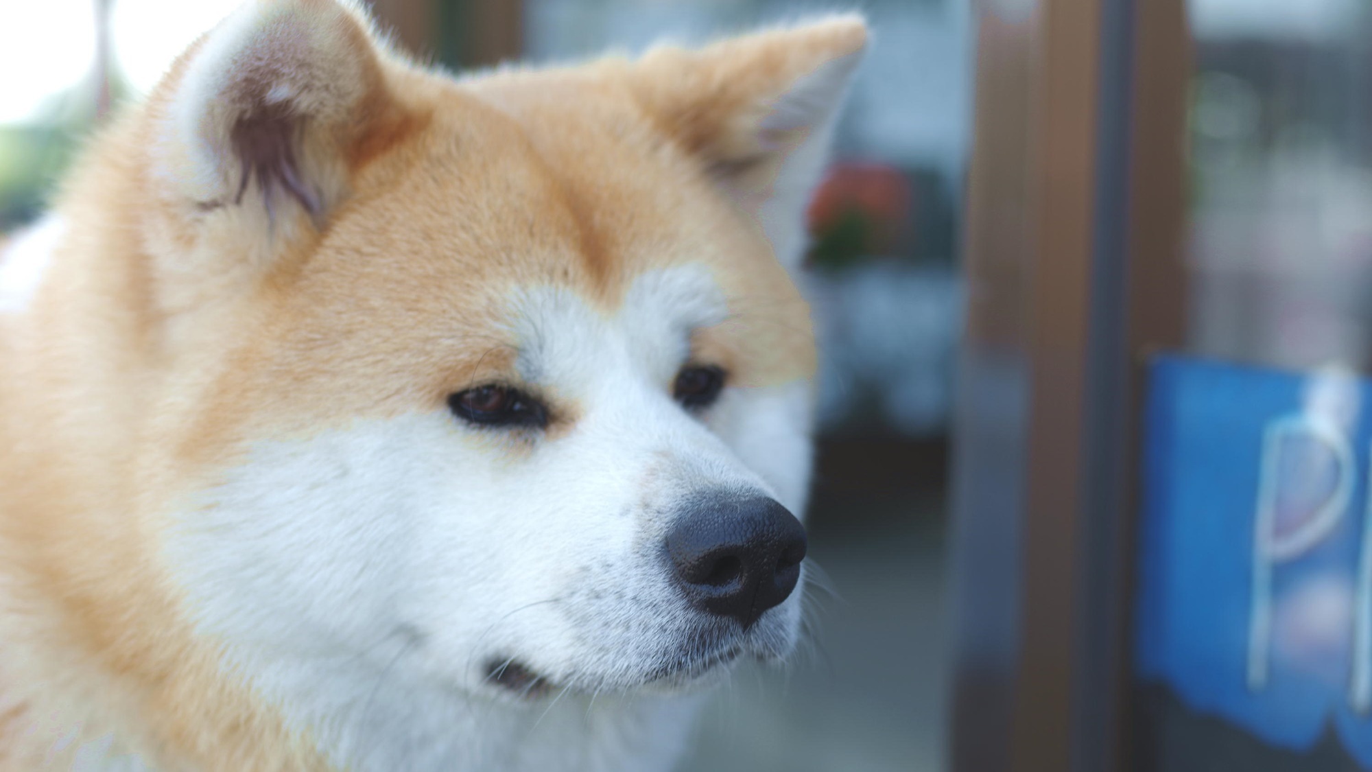 *秋田犬の温（はる）ちゃん。2歳になりました！