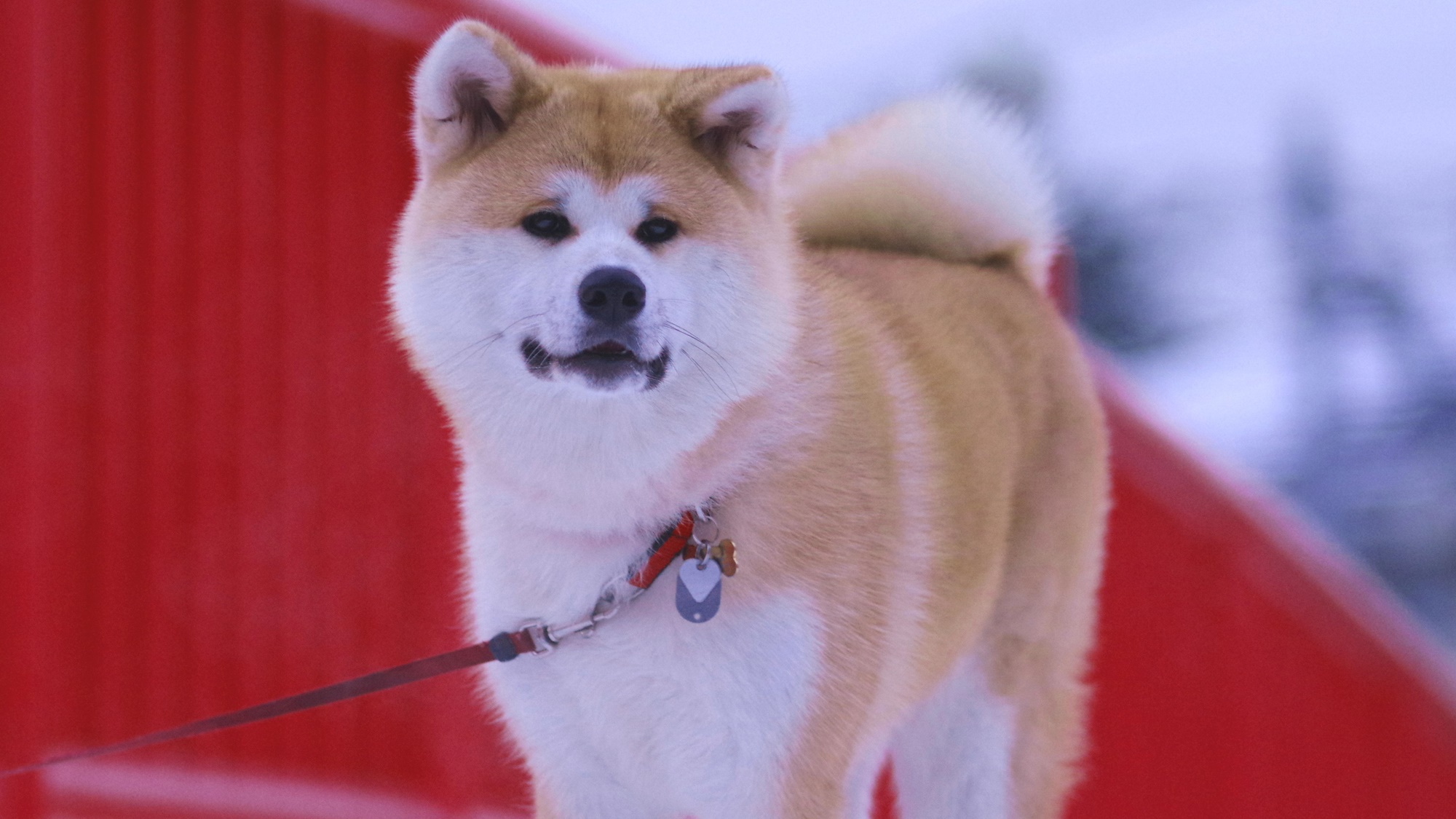 *秋田犬の温（はる）ちゃん雪の中でももこもこあったかい♪凛々しくポージング！