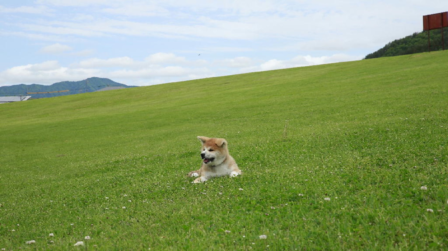 *秋田犬の温(はる)ちゃん。お散歩が大好きで、毎日元気！