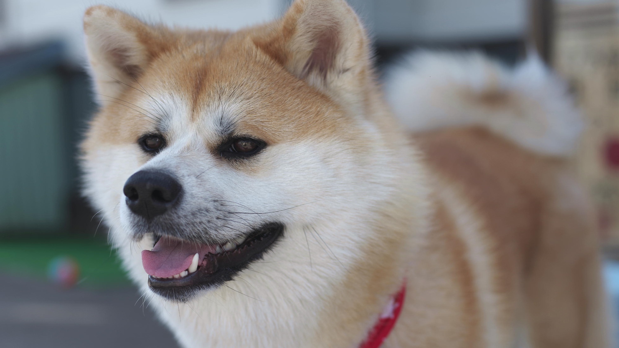 *秋田犬の華ちゃん。1歳になりました！