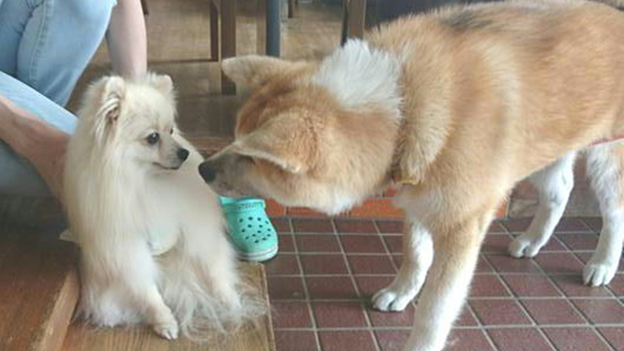 *秋田犬の温（はる）ちゃん。お友達にご挨拶