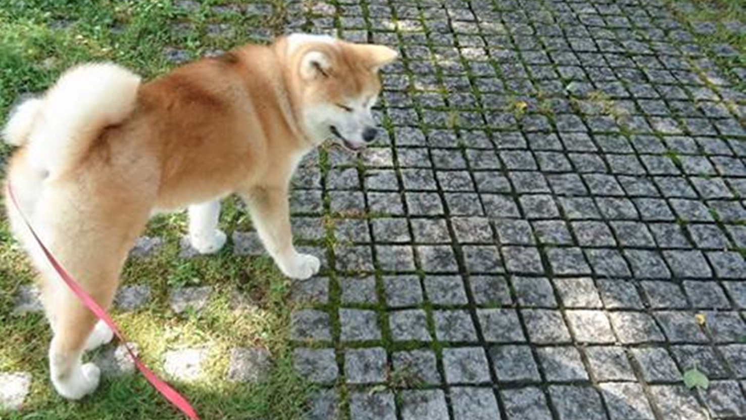 *秋田犬の温（はる）ちゃん。お散歩しながらお日様浴びていい気持ち♪