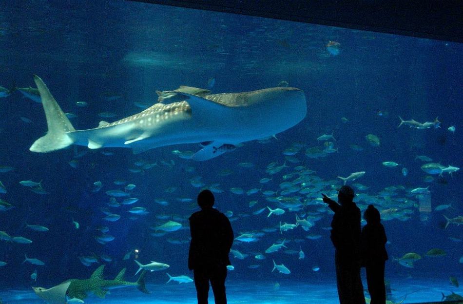 鹿児島水族館「いおワールド」