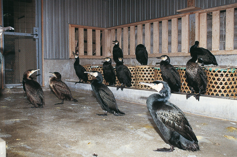 鵜飼の里「鳥屋」岐阜市提供