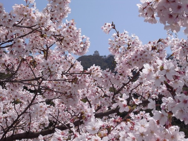 桜と岐阜城