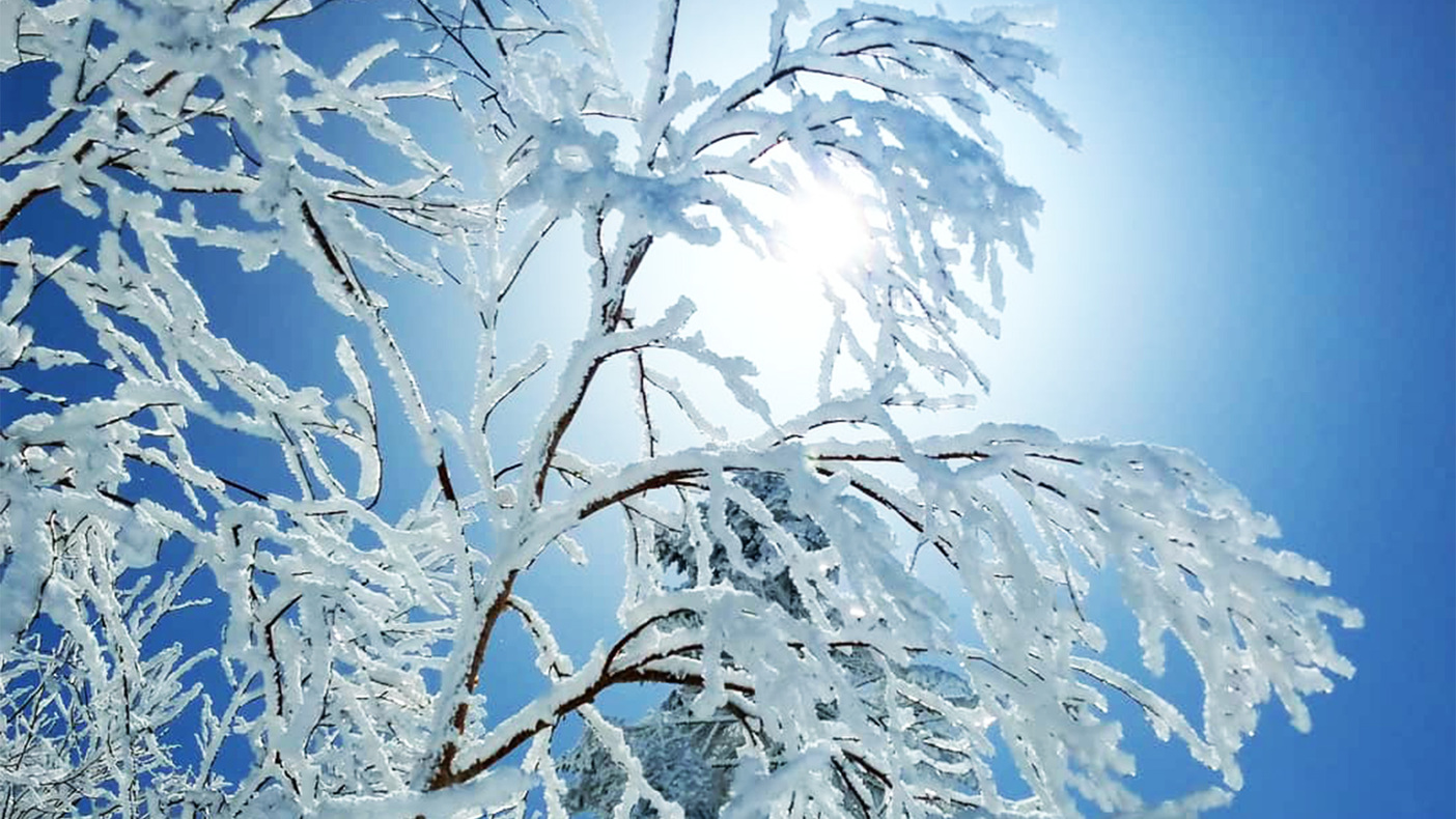 *【冬の志賀高原】毎年木々に雪が降ると「雪の華」が満開になります！