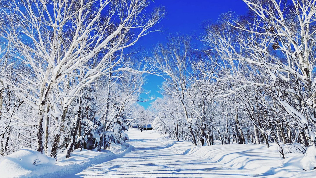*【冬景色】青空と雪景色のコントラストが美しく、写真映えします。