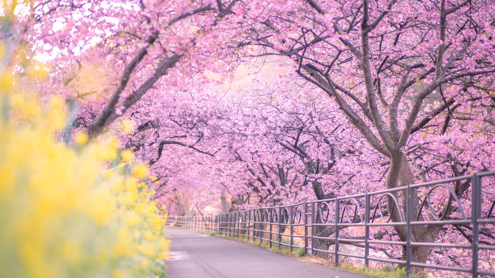 河津桜のトンネル