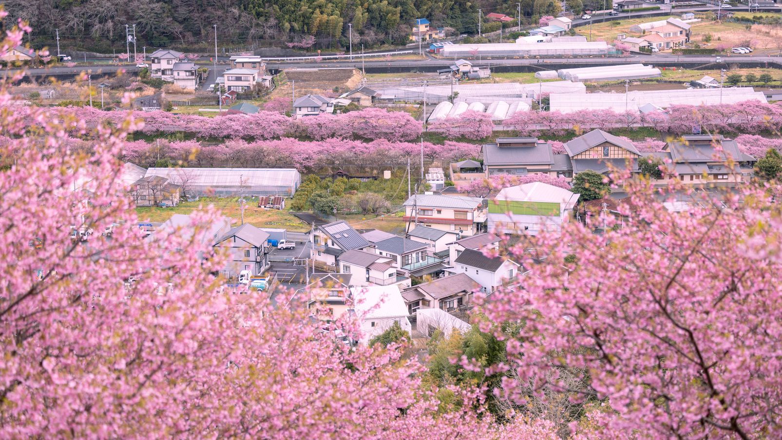 河津桜（高台から）