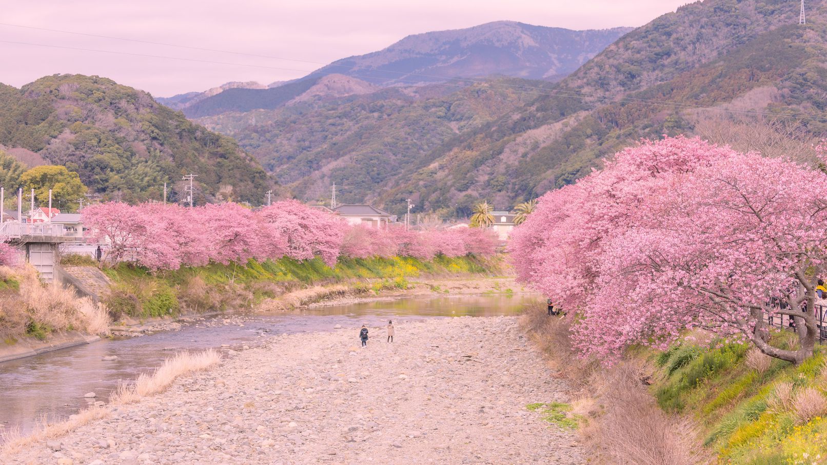 河津桜（川沿い）