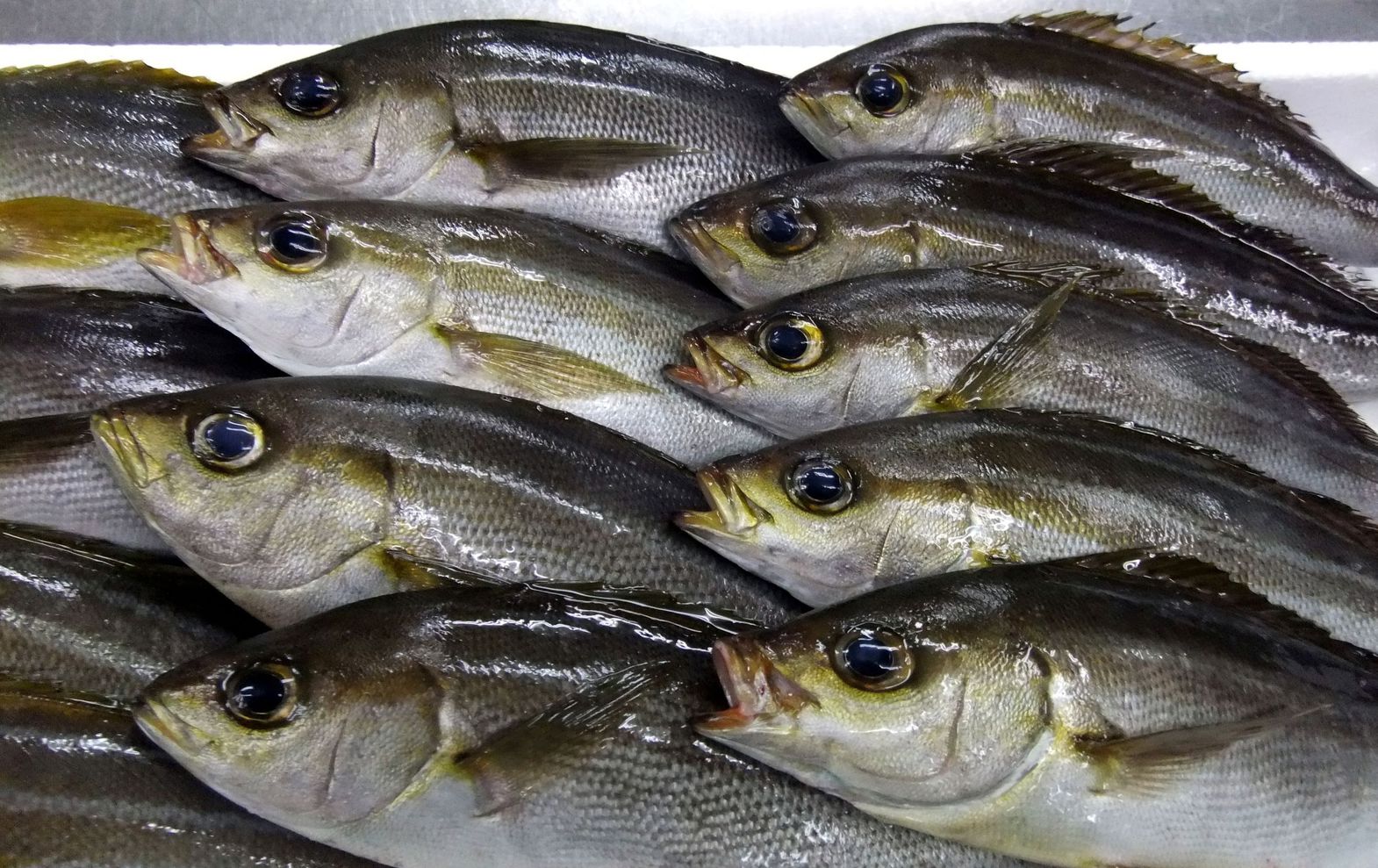 地魚初夏のイサキ