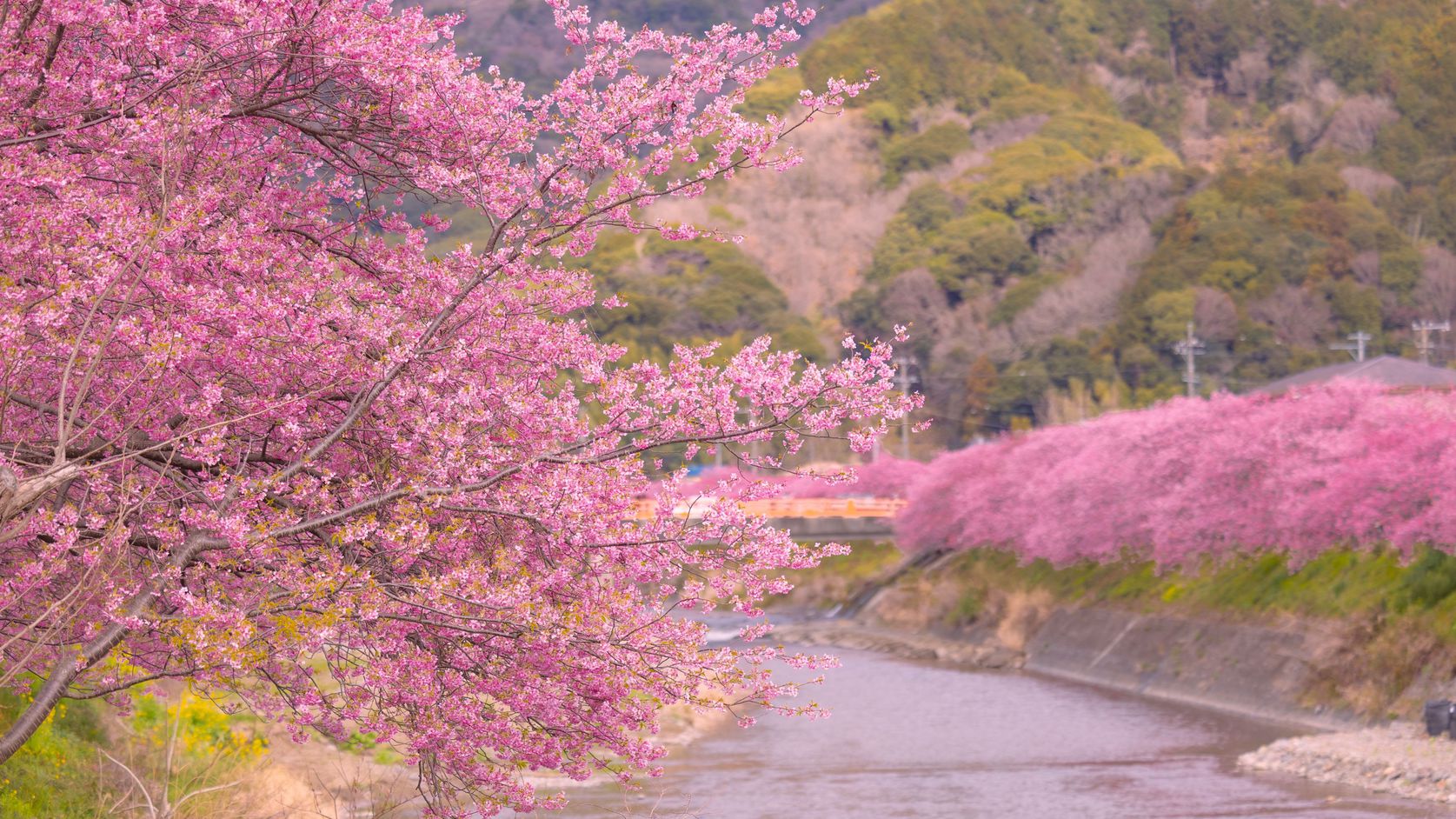 河津桜（川沿い）