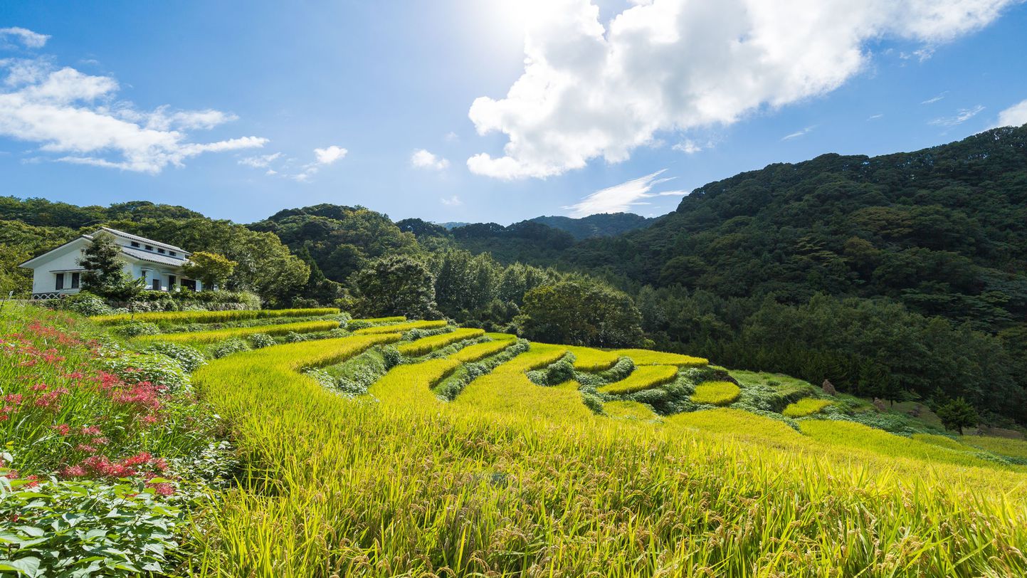 石部の棚田