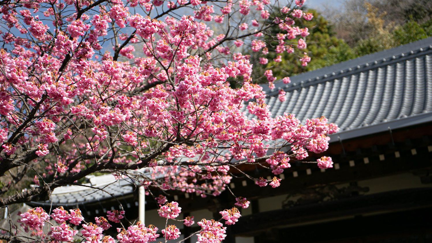 土肥桜1月中旬から咲く、早咲きの桜です