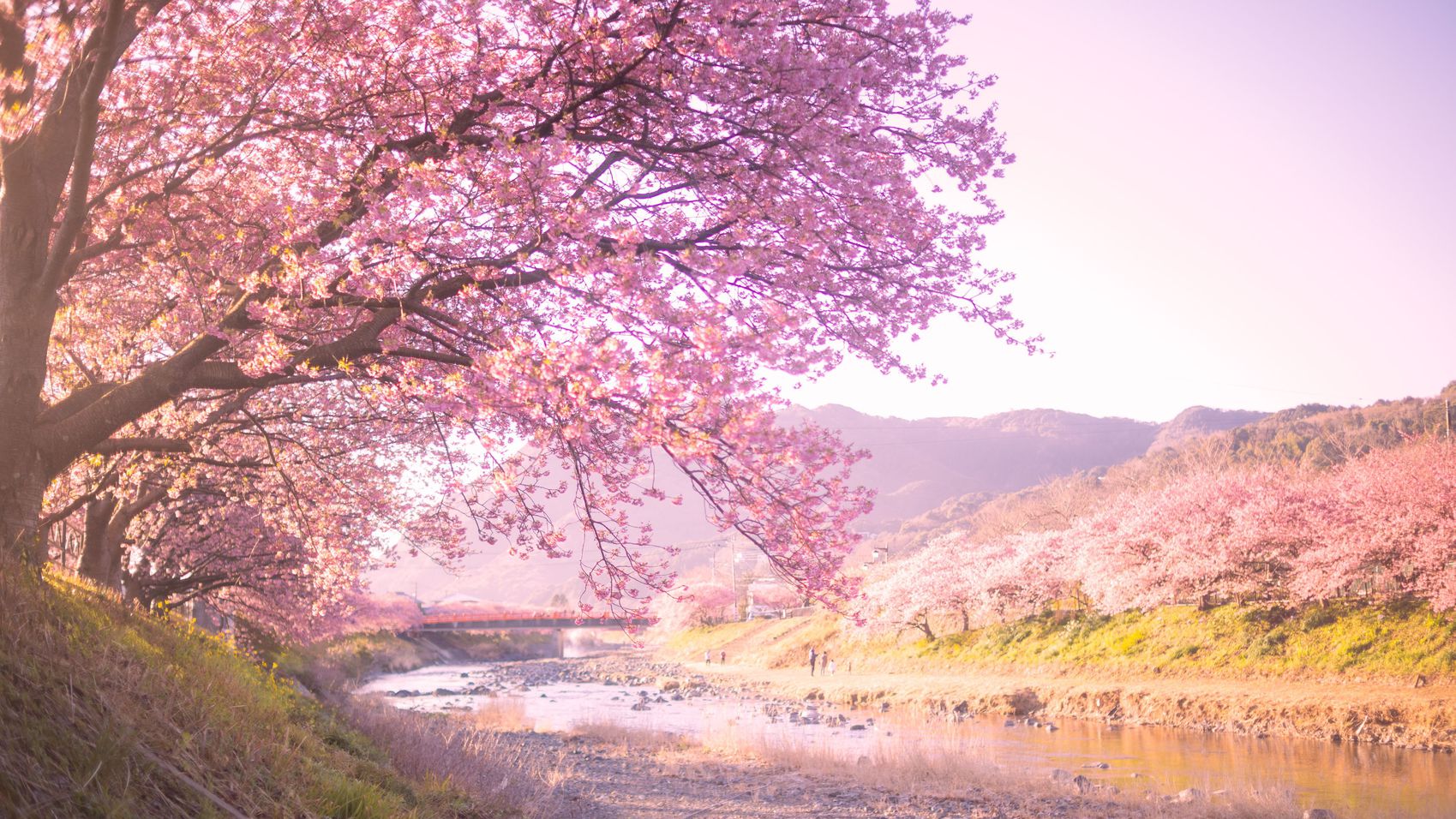 河津桜