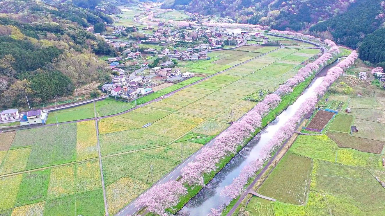 那賀川の桜（約6ｋｍの桜並木）