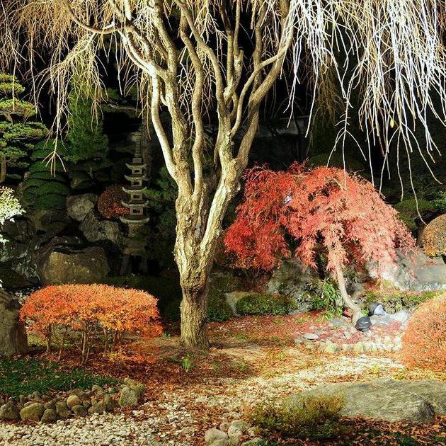 ライトアップされた紅葉の日本庭園（秋）
