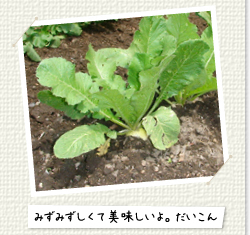 畑で野菜を自家栽培しています