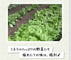 ミネラルたっぷり自家栽培のお野菜