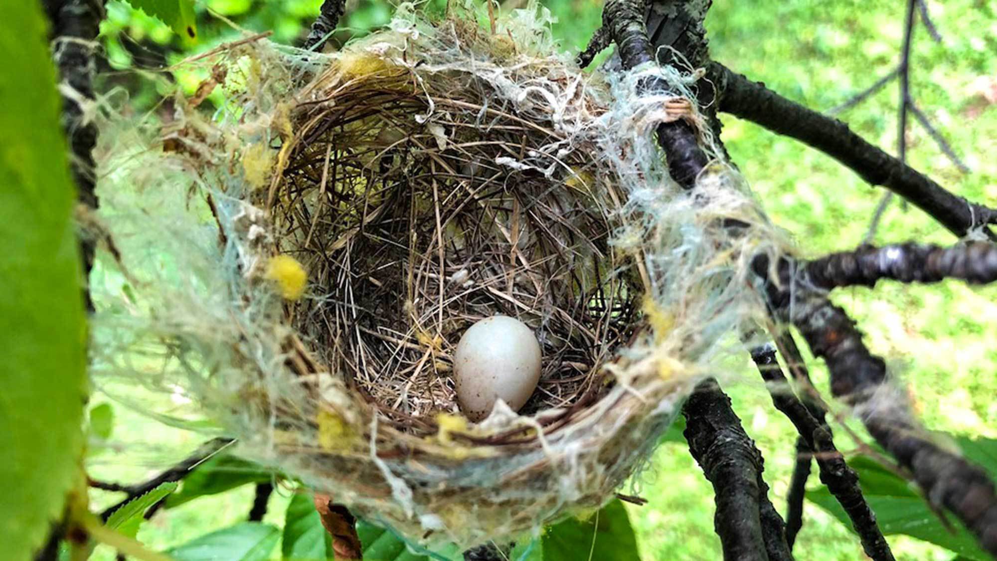 ・木をよく眺めると鳥の巣が見つけられるかも・・・！