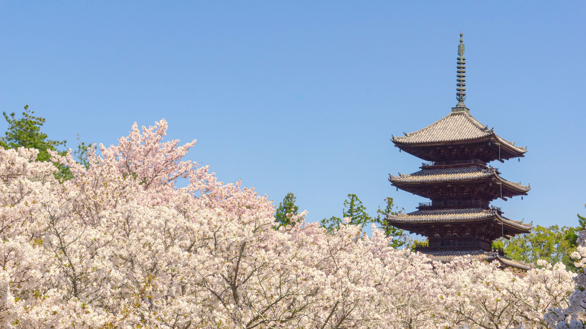 仁和寺の桜