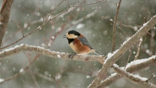 （冬）野鳥