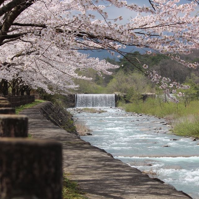 遠刈田温泉桜