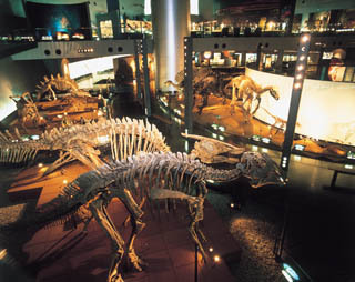 恐竜博物館１