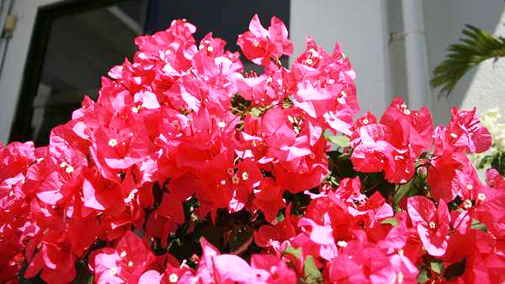 *【施設入口】当館入口には南国の花、ブーゲンビリアの花が咲き誇ります。