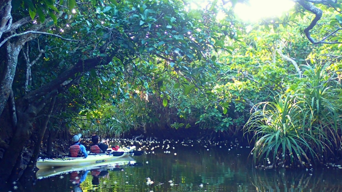*サガリバナ鑑賞：毎年6月中旬〜7月中旬ごろまでの約1か月のみ見ることができる「幻の花」