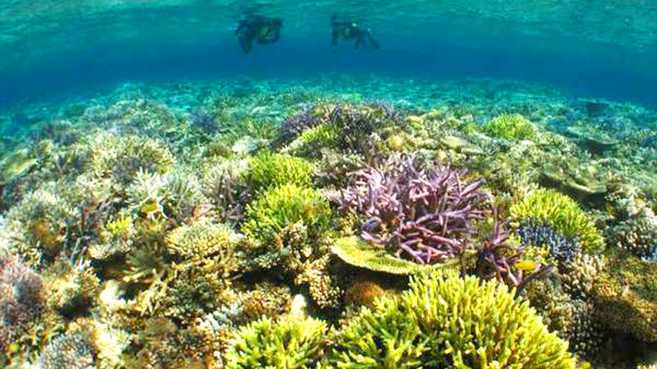 *【周辺】南国の海では、魚はもちろんサンゴもカラフル♪海の透明度もより鮮やかさを際立たせます。